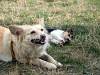 Dogs doing nothing