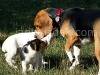 Dogs meeting each other