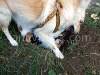 Dogs playing, picture 1