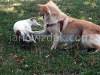 Dogs playing, picture 3
