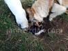 Dogs playing, picture 4