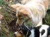 Dogs playing, picture 5