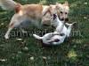 Dogs playing, picture 6