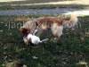 Dogs playing, picture 7