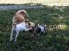 Dogs playing, picture 8