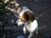 Jack Russel Terrier dog picture