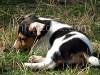 Jack Russel Terrier - puppy picture