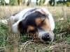 Jack Russel Terrier sleeping - puppy picture