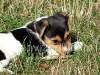 Jack Russel Terrier watching - puppy picture 1
