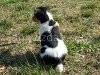 Jack Russel Terrier watching - puppy picture 2