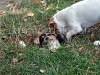 Jack Russel Terriers picture