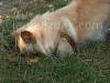 Lyra (the dog) digging a hole picture
