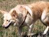 Lyra (the dog) walking - picture