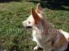 Lyra (the dog) watching - picture no.2