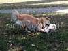 Dogs playing, picture 2