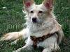 Lyra (the dog) watching - picture no.1