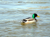 Ducks in the wild, picture 1
