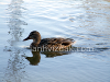 Ducks in the wild, picture 10