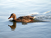 Ducks in the wild, picture 12