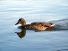 Ducks in the wild, picture 13