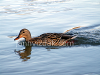 Ducks in the wild, picture 14