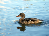 Ducks in the wild, picture 15