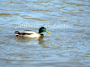Ducks in the wild, picture 2