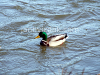 Ducks in the wild, picture 3