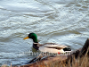 Ducks in the wild, picture 4