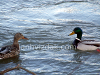 Ducks in the wild, picture 5