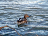 Ducks in the wild, picture 6
