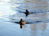 Ducks in the wild, picture 7