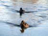 Ducks in the wild, picture 8