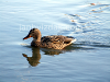 Ducks in the wild, picture 9