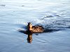 Ducks in the wild, picture 11