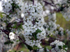 Flowers, picture 10