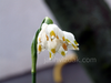 Flowers, picture 11