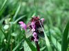 Flowers, picture 12