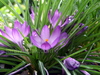 Flowers, picture 13