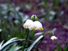 Flowers, picture 14