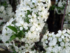 Flowers, picture 15