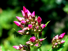 Flowers, picture no. 17