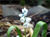 Flowers, picture 2