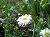 Flowers, picture 3