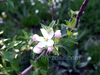Flowers, picture 4