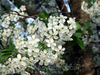 Flowers, picture 6
