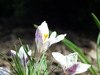 Flowers, picture 7