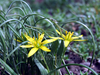 Flowers, picture 9