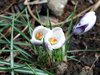 Flowers, picture 1