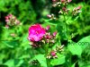 Flowers, picture no. 18